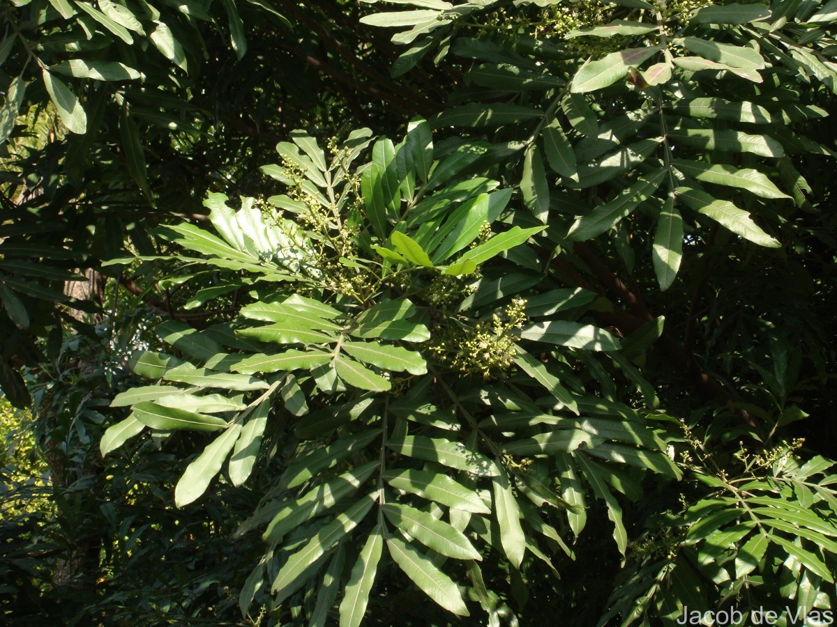 Filicium decipiens (Wight & Arn.) Thwaites
